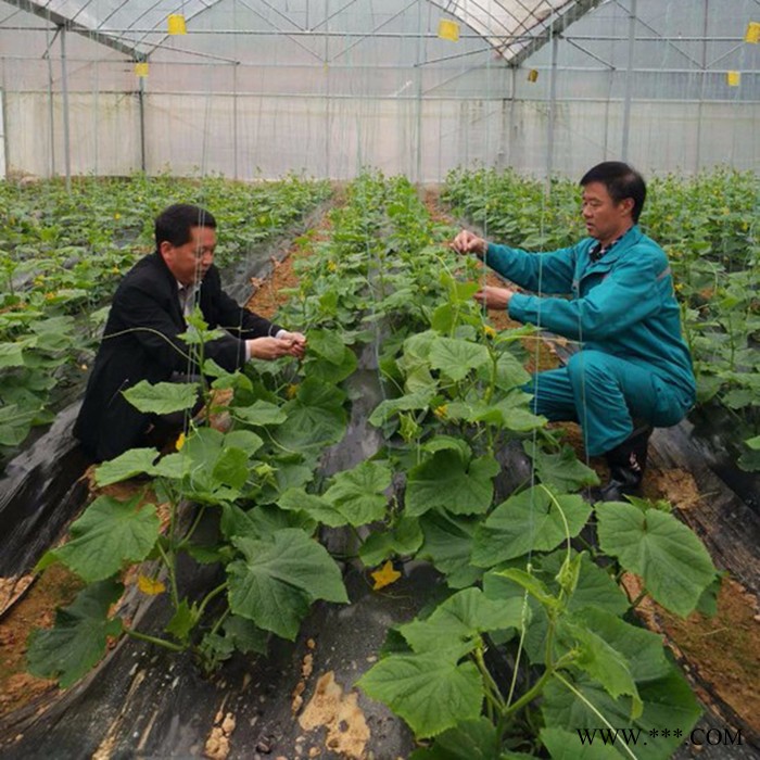 五丰 承建薄膜大棚  光伏蔬菜大棚材料 蔬菜温室大棚报价图7